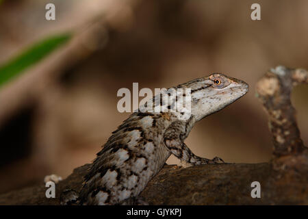 Texas lucertola spinosa - Sceloporus olivaceus in piedi sul log Foto Stock