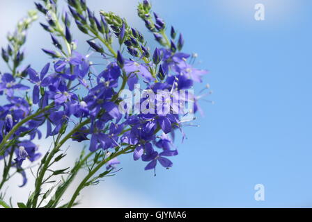 Issopo (Hyssopus officinalis) Foto Stock