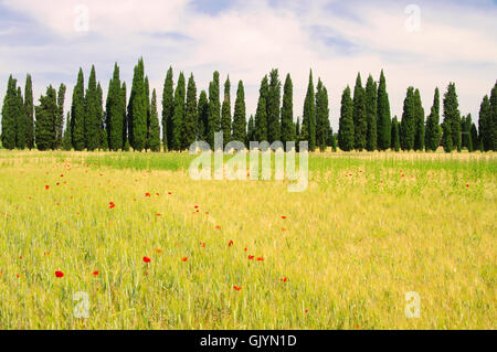 Cipressi - cypress avenue 01 Foto Stock