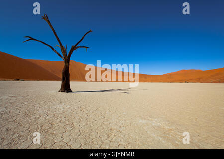 deserto di Namibia Foto Stock