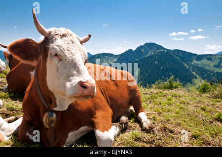 Mucca su alm bavarese Foto Stock