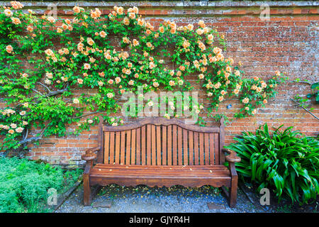 Albicocca giallo-rosa rampicante 'Crepuscule' crescente contro un muro di mattoni su una tavola di legno panchina da giardino in estate Foto Stock