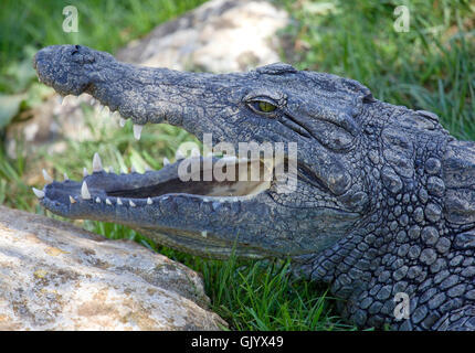 Caimano coccodrilli alligatorid Foto Stock