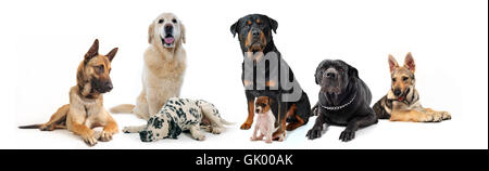 animale domestico cane cani Foto Stock