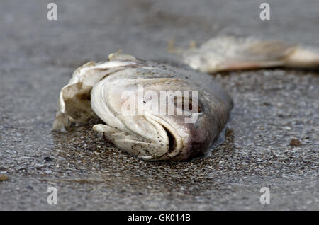 I pesci morti che giace sulle sponde del Lago Erie. Il lago Erie è il shallowest e più caldo dei cinque Grandi Laghi. Foto Stock