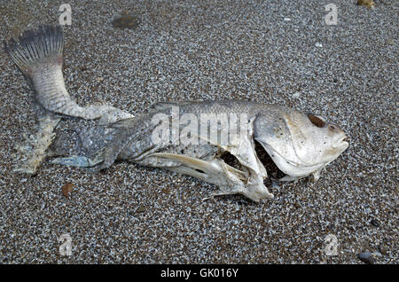 I pesci morti che giace sulle sponde del Lago Erie. Il lago Erie è il shallowest e più caldo dei cinque Grandi Laghi. Foto Stock