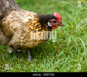 Pollame gallina di pollo Foto Stock