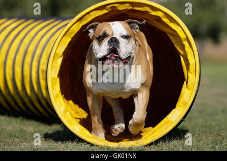 agilità Foto Stock