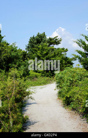 Sandy percorso attraverso la vegetazione Foto Stock