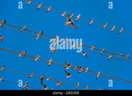 Gli uccelli (martlet) seduto su fili elettrici Foto Stock
