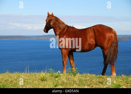 Stallone con vista lago Foto Stock