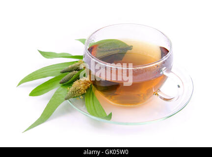 Il tè piantaggine - tea ribwort piantaggine 08 Foto Stock