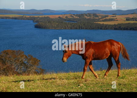 Anelito australia cavallo Foto Stock