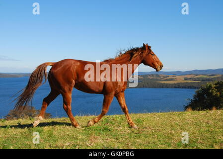 Horse anelito di libertà Foto Stock