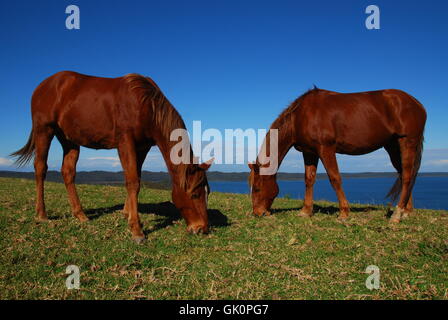 In Australia i cavalli del cavallo Foto Stock