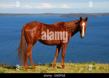 Cavallo australia libertà Foto Stock