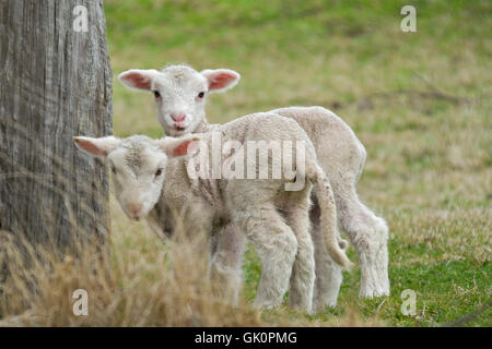Animali di allevamento di pecore Foto Stock