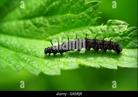 Caterpillar della farfalla pavone Foto Stock