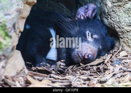 Close up di un sonno diavolo della Tasmania in corrispondenza della imboccatura della sua tana. Foto Stock
