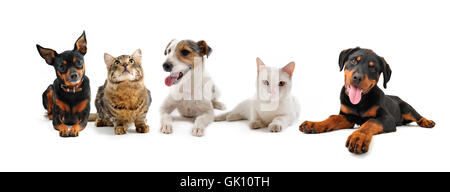 cani cane gatti Foto Stock