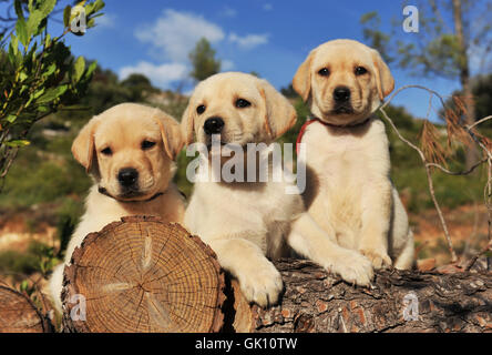 Cucciolo di cane cuccioli Foto Stock