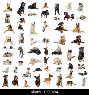 cani cane gatti Foto Stock