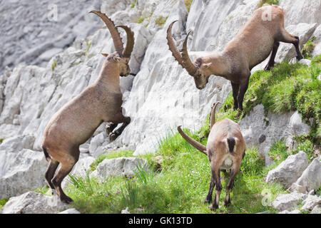 Lotta combattimenti animali Foto Stock