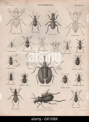 Entomologia 2. Insetti coleotteri. La britannica, antica stampa 1860 Foto Stock