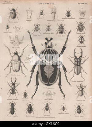 Entomologia 6. Insetti coleotteri. La britannica, antica stampa 1860 Foto Stock