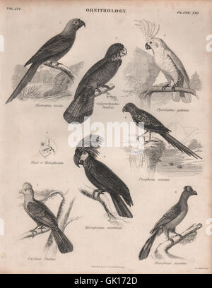 Pappagalli. Macaw. Cockatoo. 'S Turaco. Piantaggine-eater. La britannica, antica stampa 1860 Foto Stock