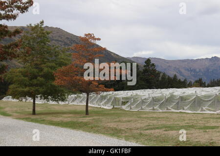 Vigneto di fronte montagne a Peregrine Vini, Queenstown, New Zealand Nuova Zelanda Foto Stock