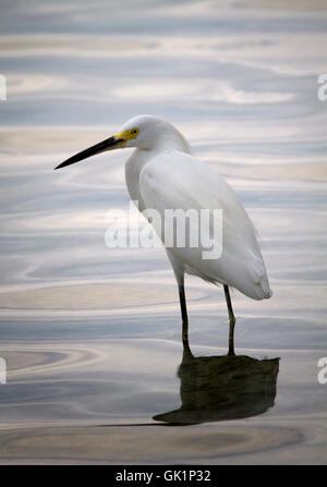 Un Airone nevoso wades in acque poco profonde della baia della Florida, Key Largo. Il sole discendente trasforma l'acqua poco profonda a raso. Foto Stock