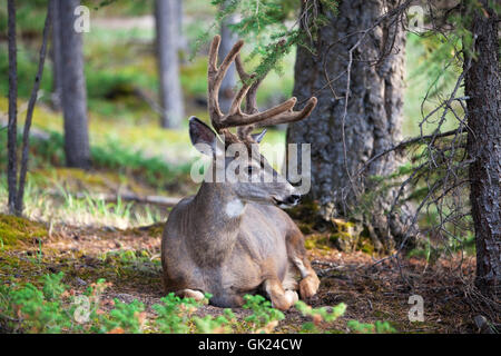 La fauna selvatica a caccia di cervi Foto Stock