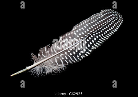 Bird swarthy nero Foto Stock