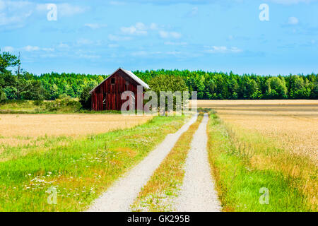 Rosso scuro granaio accanto a una strada di campagna circondata da raccolto maturo e foresta. Tarda estate inizio di caduta nella campagna svedese. Foto Stock