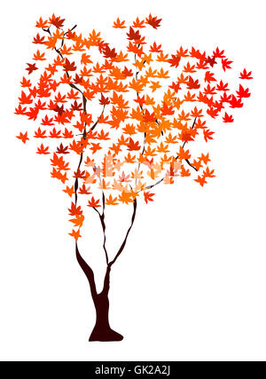 acero dell'albero di autunno Foto Stock