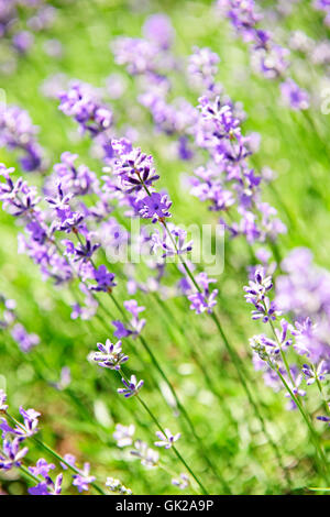 Fiore fiori impianto Foto Stock