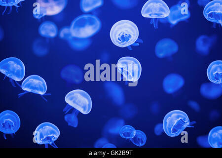 Piccole meduse illuminato con luce blu a nuotare in acquario. Foto Stock