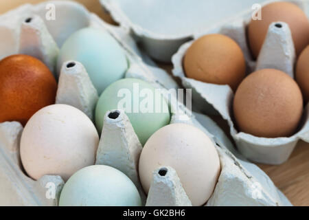 Bio uovo ancora in vita, includendo anche coloful araucana uova di gallina sul lato sinistro e piccole le faraone le uova sulla destra. Foto Stock