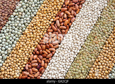 legume di soia soia Foto Stock