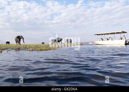 I turisti guarda elefante africano (Loxodonta africana) pascolo gioco mentre la visualizzazione su safari barche sul fiume Chobe Botswana Africa Foto Stock