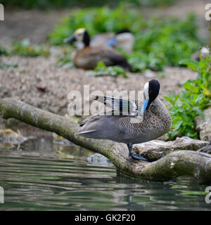 Puna Teal ano puna bird duck preening stesso sul lungofiume Foto Stock