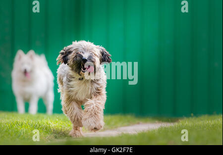 Tibetian terrier e samoiedo giocando in cortile Foto Stock