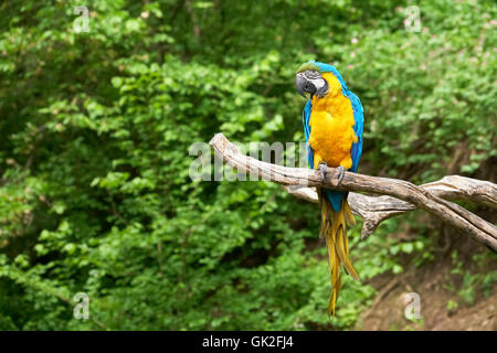 Animale ramo di uccelli Foto Stock