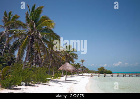 Tree spiaggia mare Foto Stock