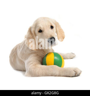 Studio del cane golden Foto Stock