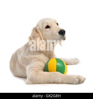 Studio del cane golden Foto Stock