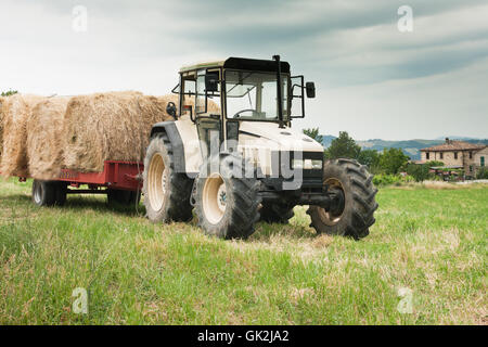 Agricoltura nella regione marche, Italia Foto Stock