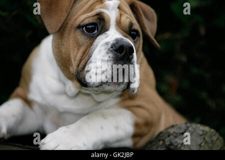 Ritratto di cucciolo di cane Foto Stock