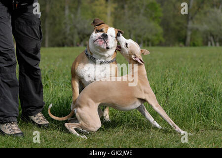 Difesa (whippet contro bulldog) Foto Stock